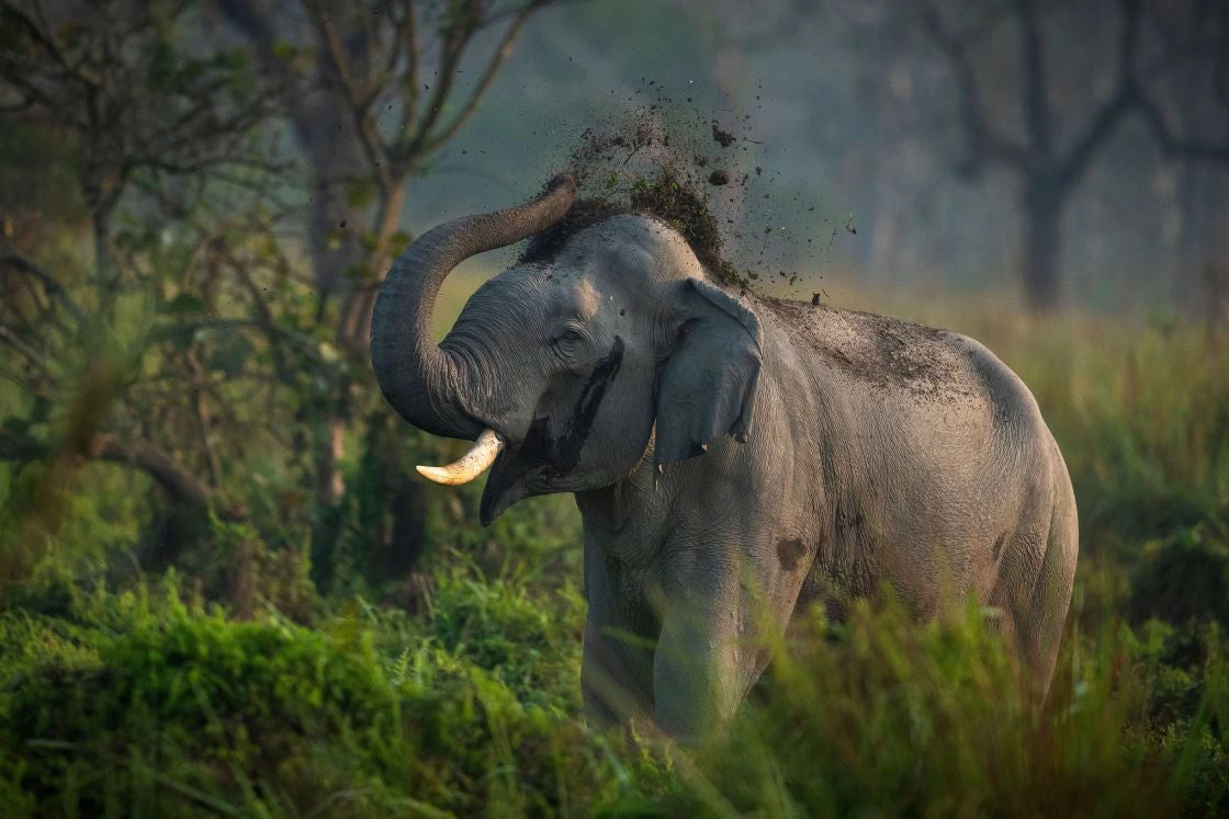 A bull Asian elephant in Manas National Park India, which forms a transboundary ecosystem with the neighboring Royal Manas National Park in Bhutan. Photo: Alamy