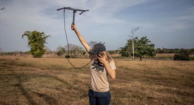 A female biologist using VHF telemetry to track animals with GPS collars to monitoring jaguars in Panama.