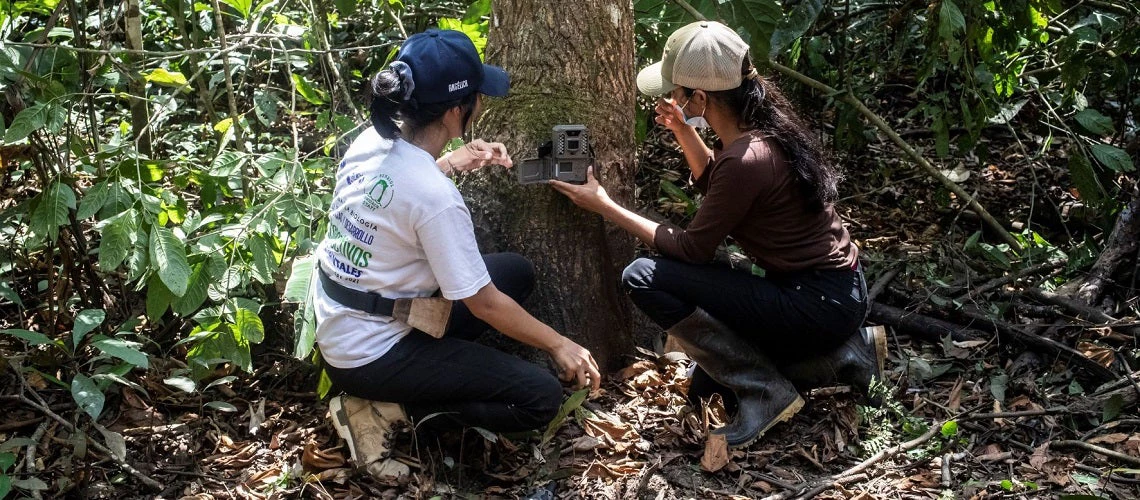 Two female biologists placing jaguar and biodiversity monitoring camera traps on cattle farms with anti-predation measures.