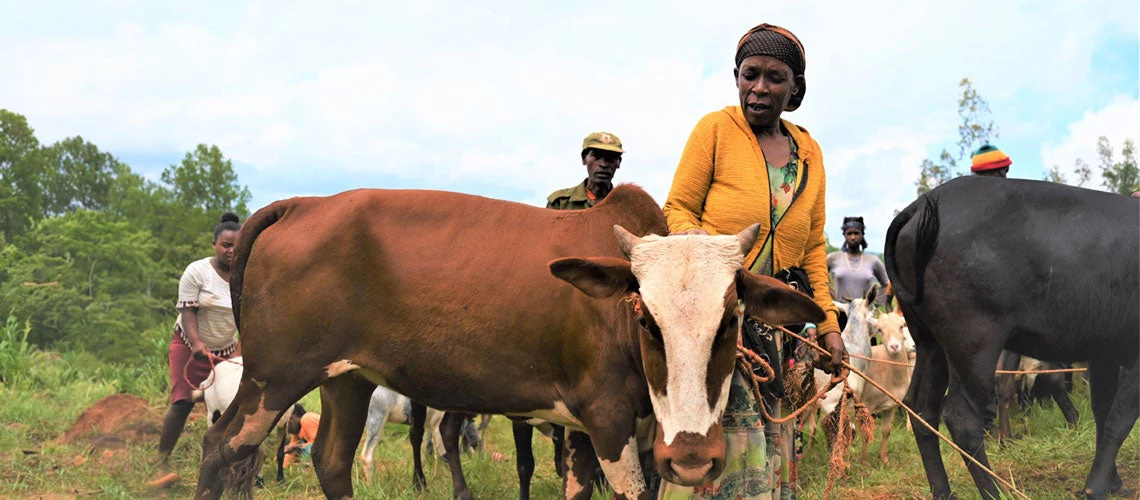 Ethiopian dairy farmer leading her cow. Photo: Ross Hughes