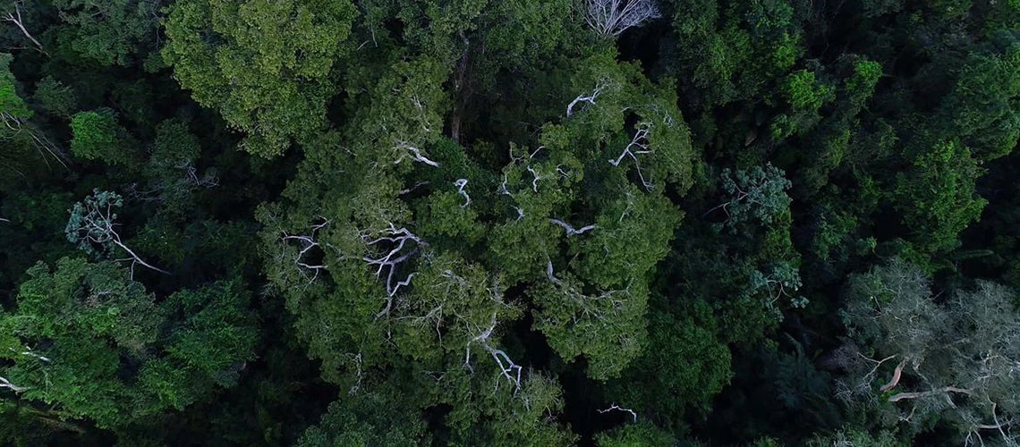 Amazon rainforest seen from above