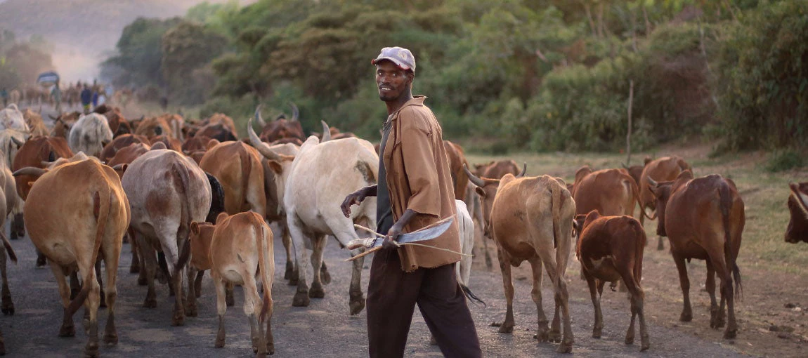 Ethiopia livestock