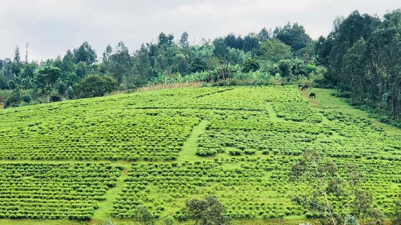 Collines in Southeast Burundi. Photo: Ange Dany Gakunzi/World Bank