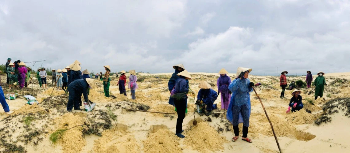 Women at work at a sandy soil coastal forest planting site in Vietnam.
