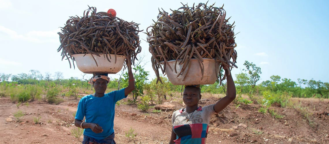 Rural women returning from a fruit harvest in Kouandé, an area in northern Benin.