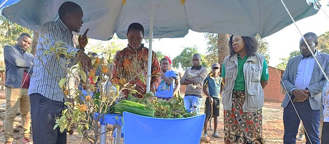 Mr. Gift Nkhata, a plant doctor at Sambizga Mphande Model Village in Mzimba, demonstrating disease/pest identification and management of the diseased plants brought by farmers. Photo: David Ngoma 