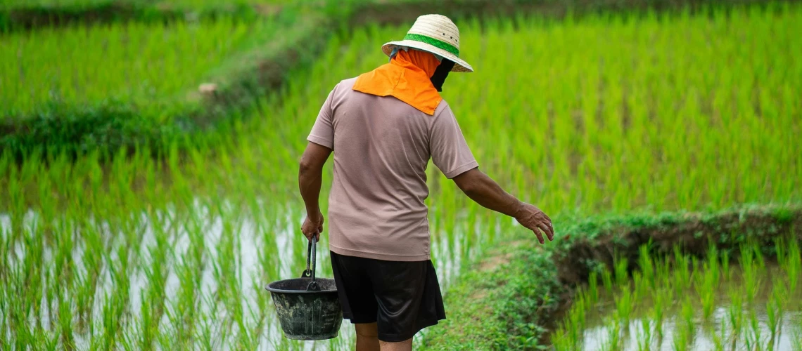 Farmer in rice field