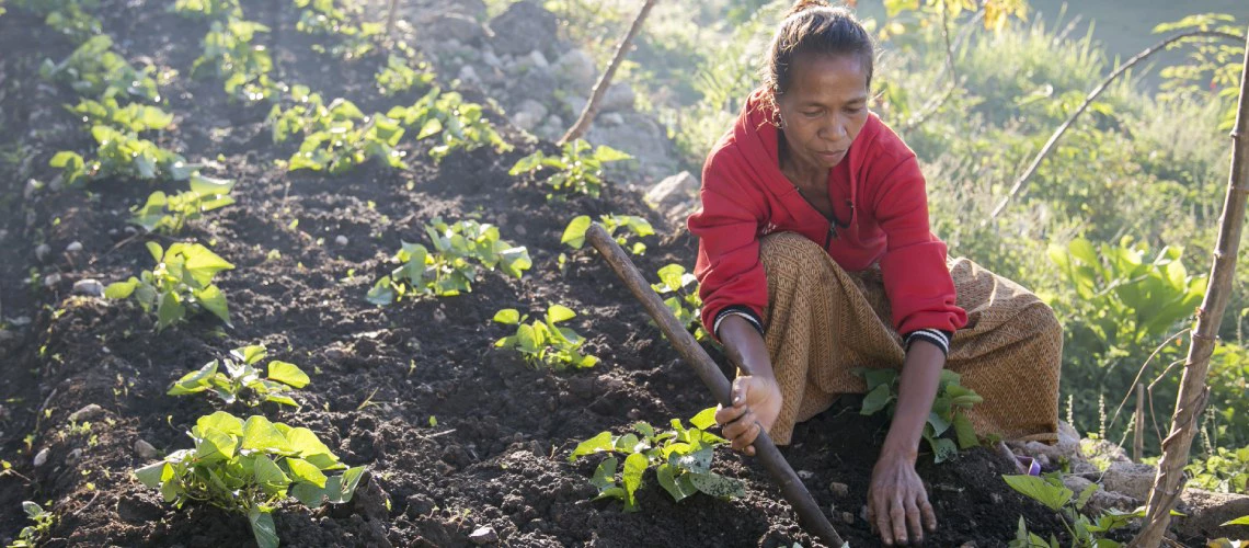 Women farmer in Timor-Leste