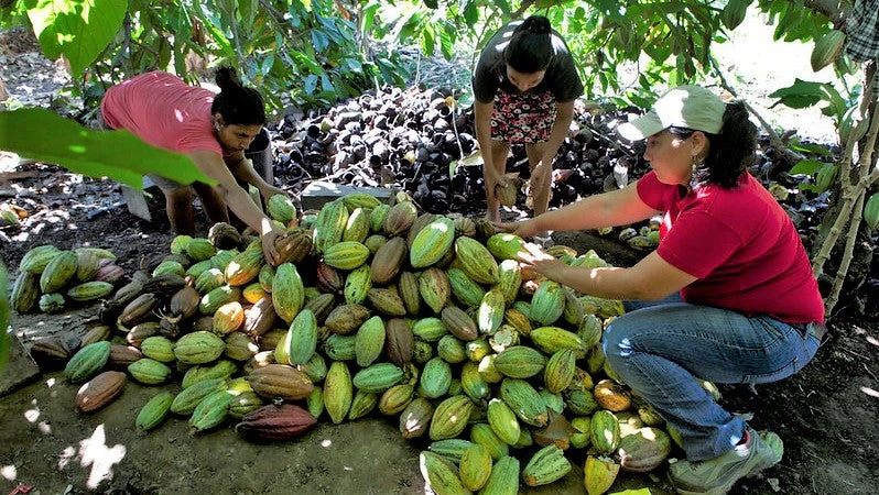 El proyecto Comrural seguirá apoyando a pequeños productores de cacao, café y otros alimentos. Foto: Banco Mundial