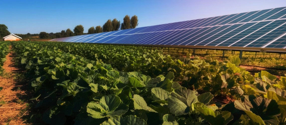 Agrovoltaic farm with solar panels above crops.