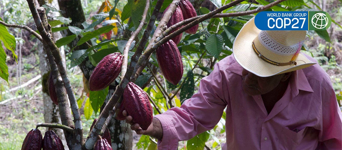 Farmer inspects a cocoa tree in Honduras. Photo: World Bank
