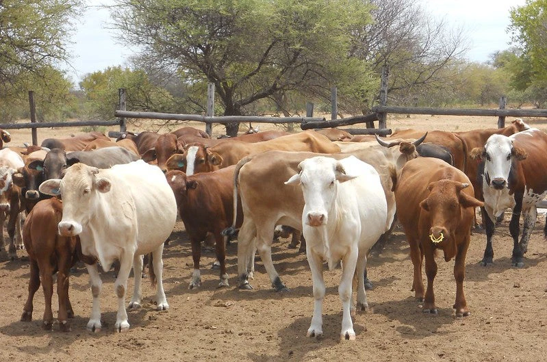 Photo of brown and white Mahalapye cattle in Botswana