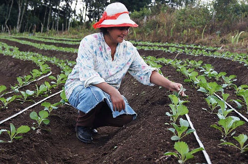 A woman inspects her broccoli crop in Honduras. Source: http://www.flickr.com/photos/feedthefuture/6942506316/