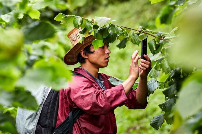 Farming for hazelnuts