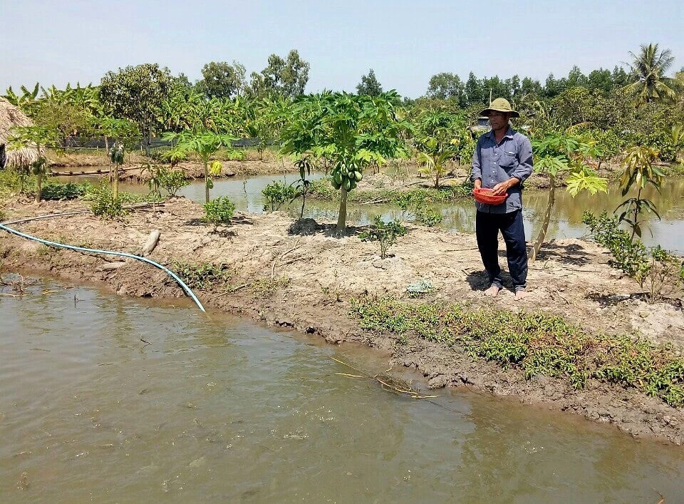 Le Van An and his family suffered heavy losses in Ca Mau province in Vietnam in 2015-2016. After the drought he raised the embankment and dug deeper canals to store water for irrigation. Photo credit: World Bank