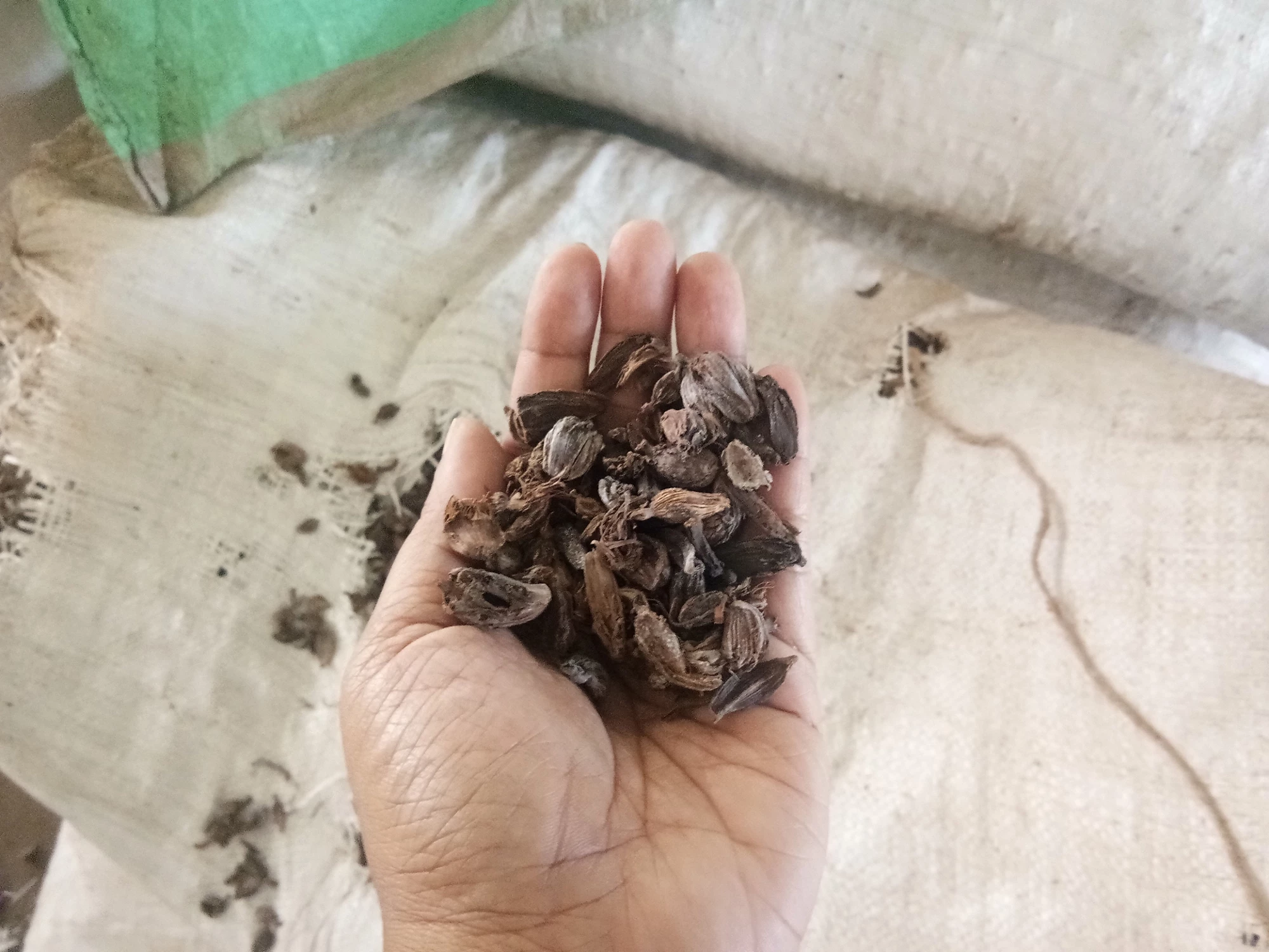 Cardamom Women HBWs