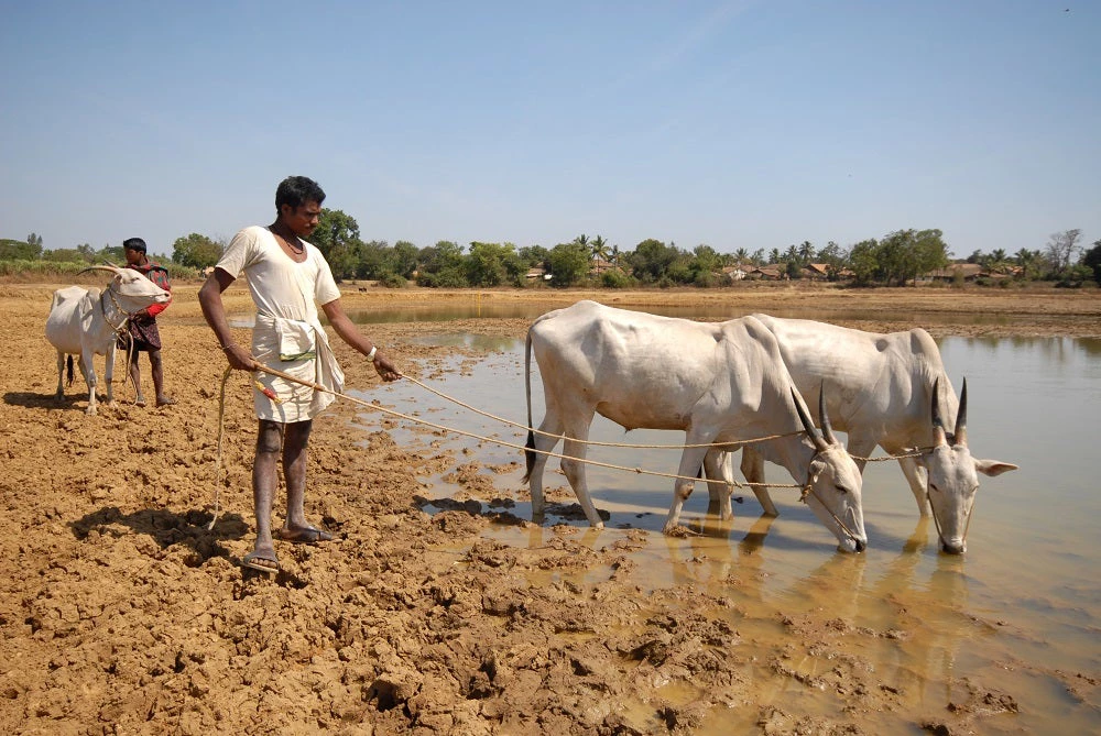 Picture of farmer with cattle 
