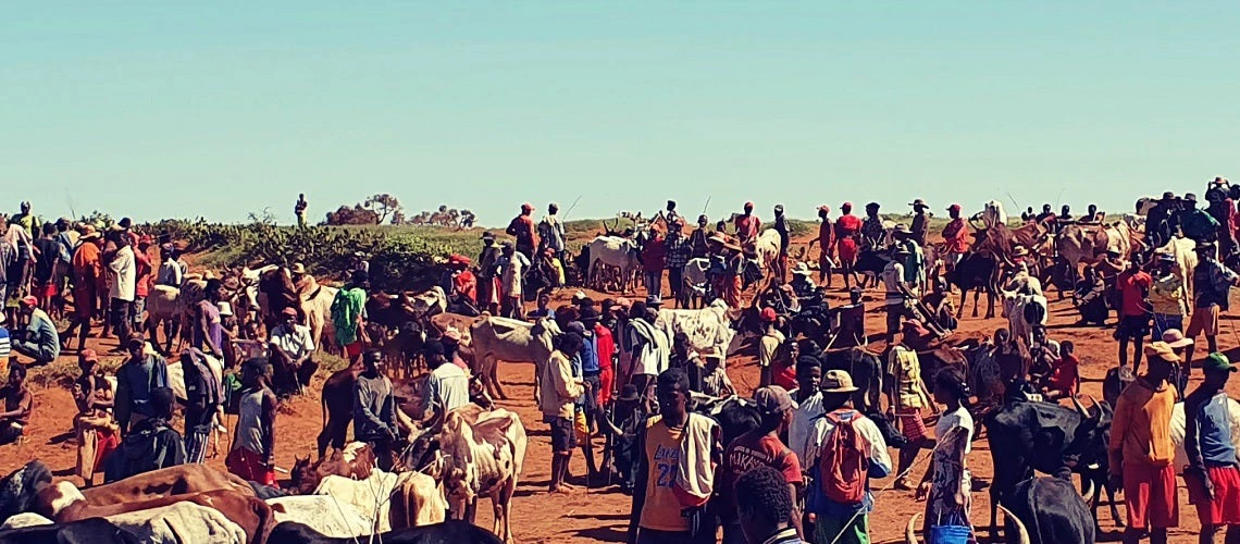 Open air cattle market in Southern Madagascar