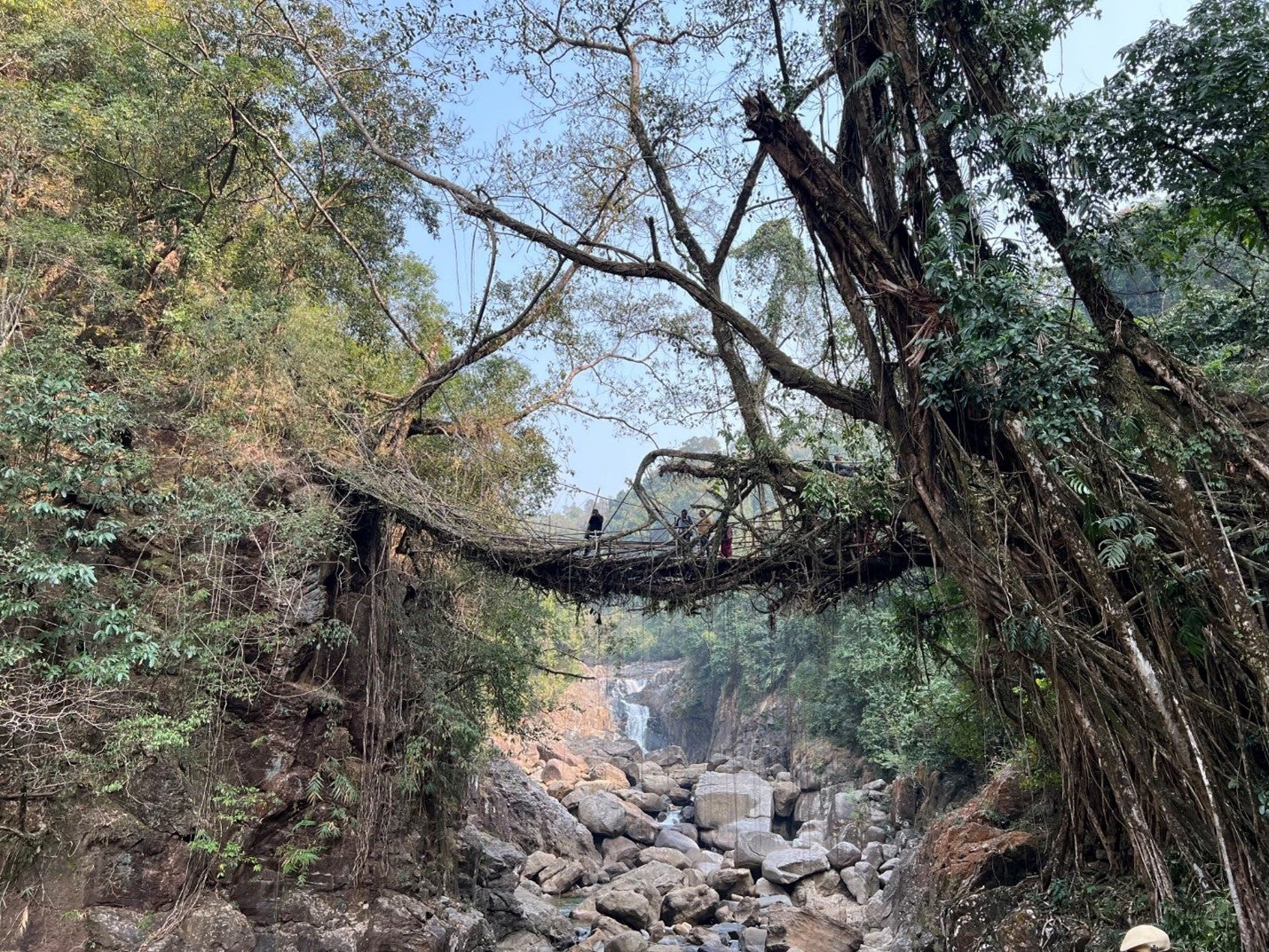 The living roots bridge in Pyrnai village in Meghalaya, which is an example of Northeast India unique culture and reverence for nature. Photo: World Bank 