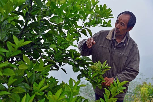 A project restoring degraded hillsides in China. Li Wenyong/World Bank