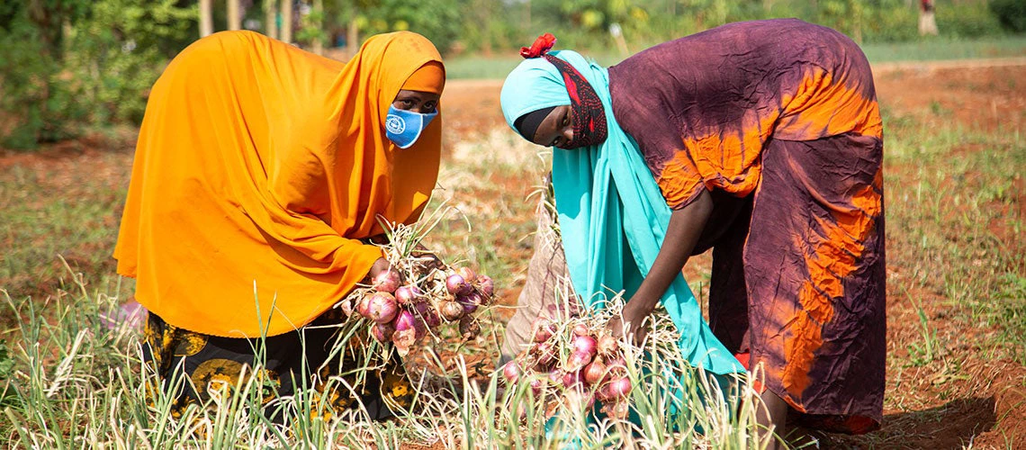 Two female farmers harvesting onion in their farmland in Dollow town, Somalia. 