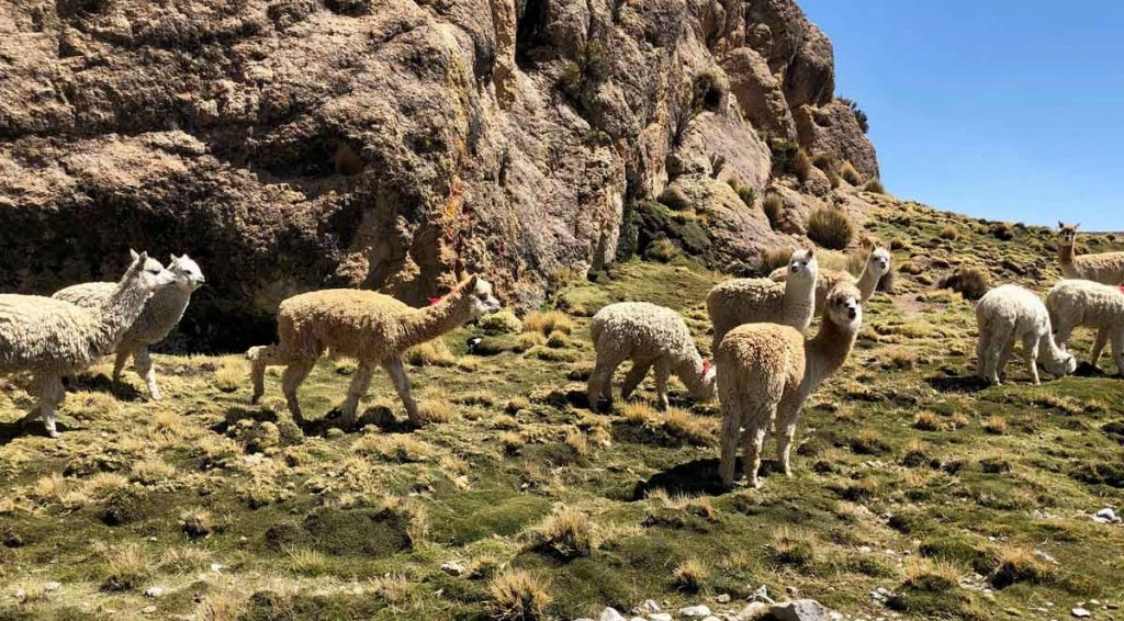 Comunidades indígenas de Chile: protagonistas de la recuperación de sus territorios