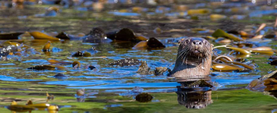 Chungungo (Lontra Felina) entre macroalgas en el AMCP-MU Pitipalena-Añihué. Imagen: Alejandra Lafún. 