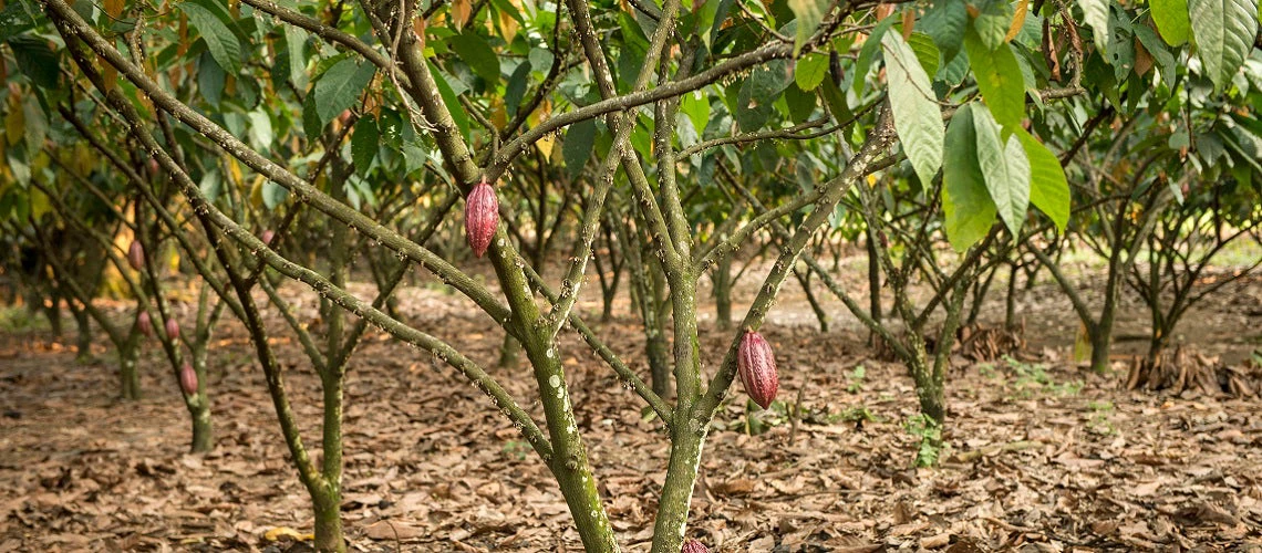 cocoa trees