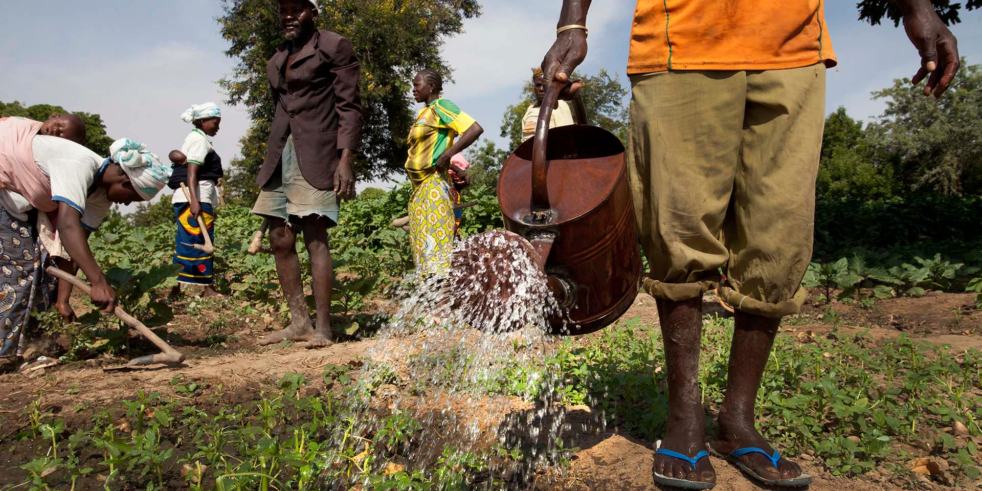 Watering a field of vegetables
Members of the Cooperative Agriculture Maraicher for Boulbi, nurture their fields of vegetables, as they water and hoe the fields on November 8, 2013 in Kieryaghin village, Burkina Faso. Photo Â© Dominic Chavez/World Bank

 

Photo ID: World_Bank_Burkina_Faso_EDIT_013