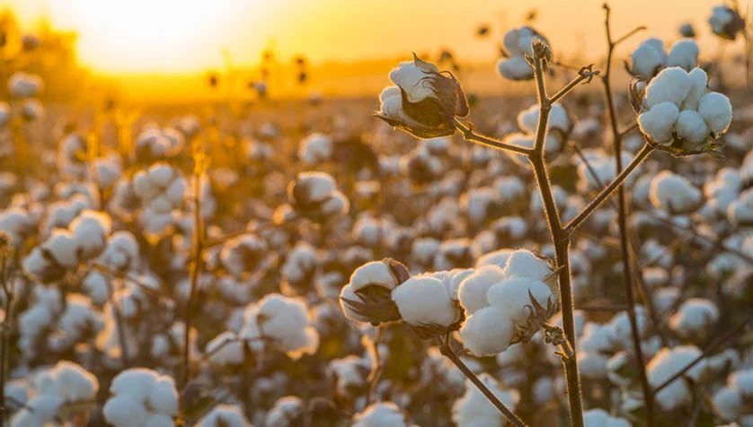 Photo of a cotton field that's ready for harvest.
