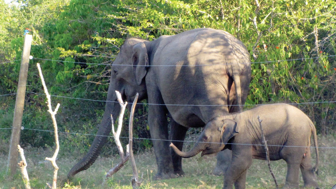 © Center for Conservation and Research, Sri Lanka