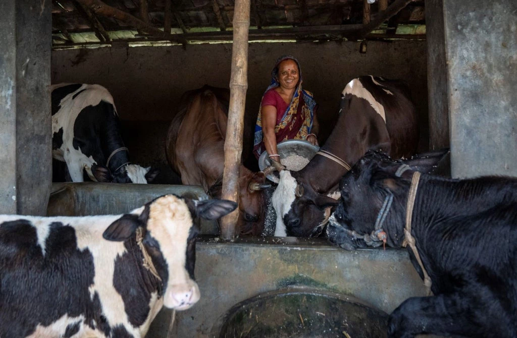 woman in cow farm in rural Bangladesh 