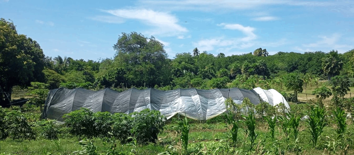 Fruits and vegetable grown by local farmers in Curaçao.