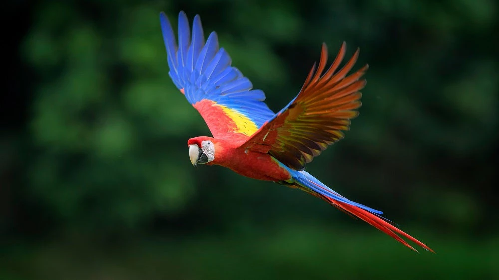 Scarlet Macaw image