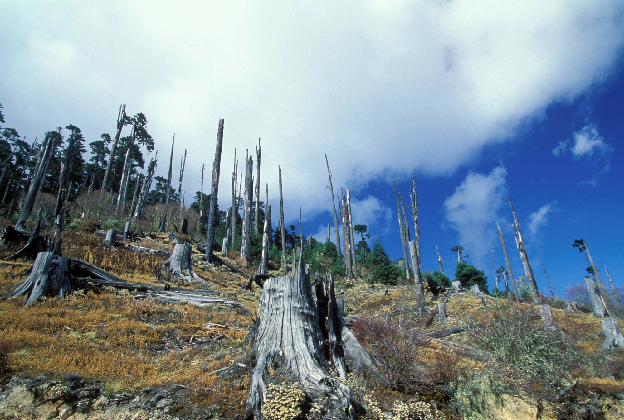 Deforestation in Bhutan 