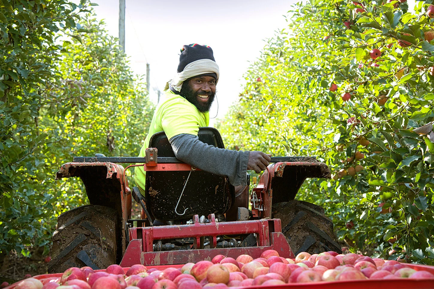 Man siting on a truck collecting apples in an orchard from the Pacific. © World Bank