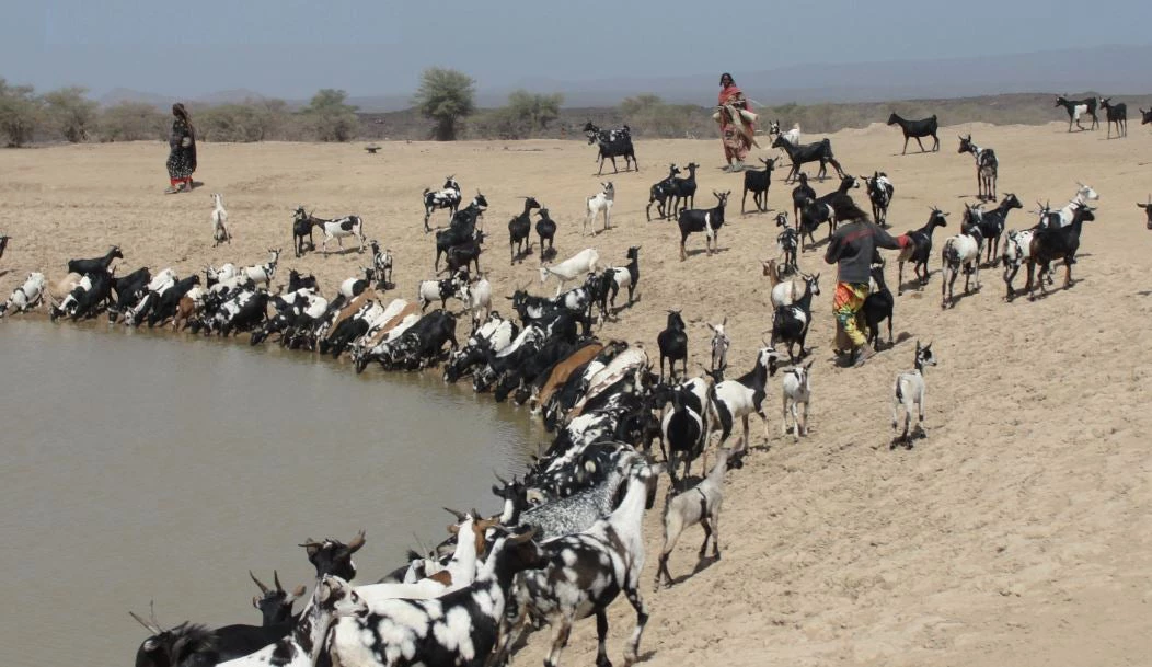 Djibouti pastorialist community