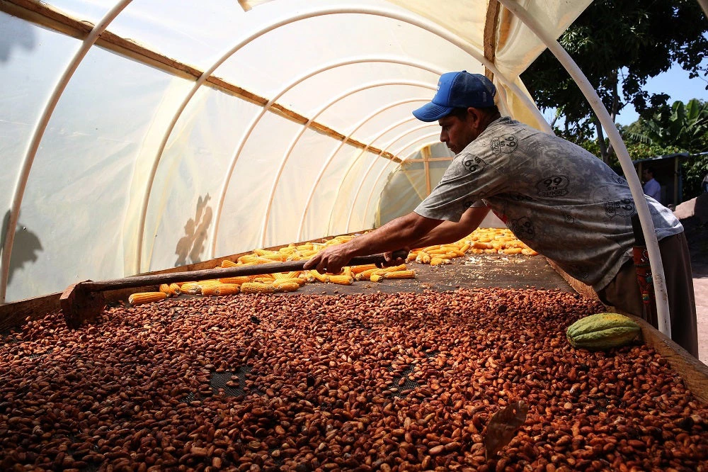 Farmer drying cocoa on his farm. 