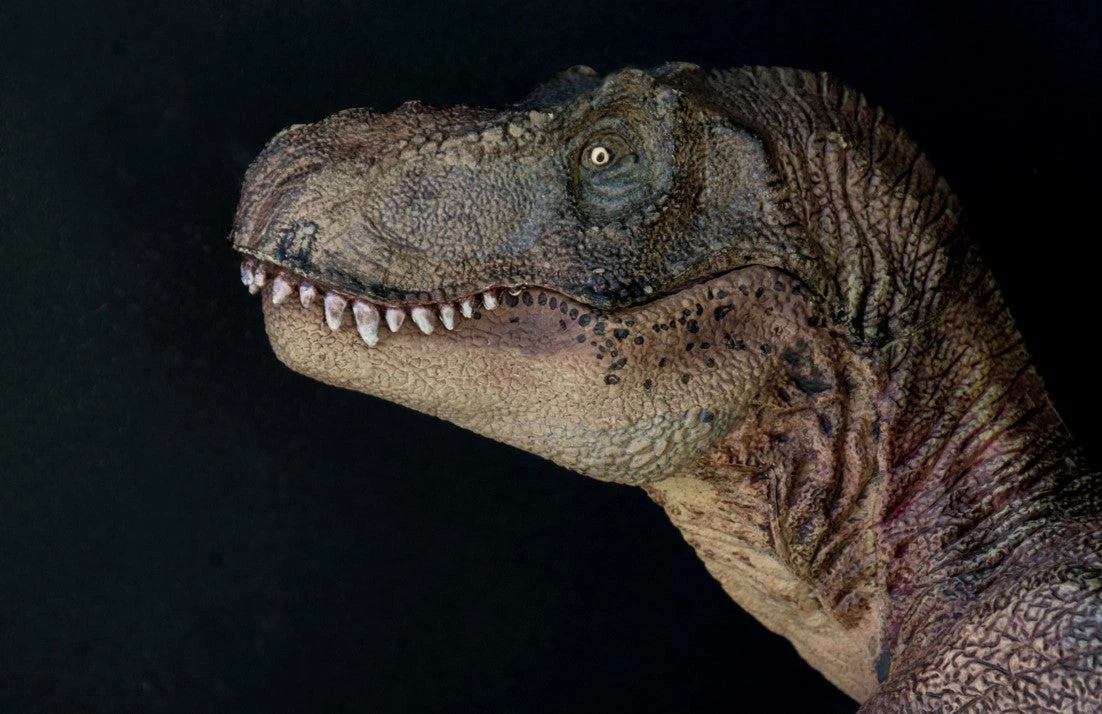 Tyrannosaurus rex on black background