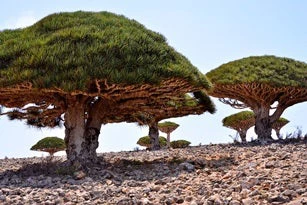Dragon's Blood Tree, Socotra Island by Rod Waddington