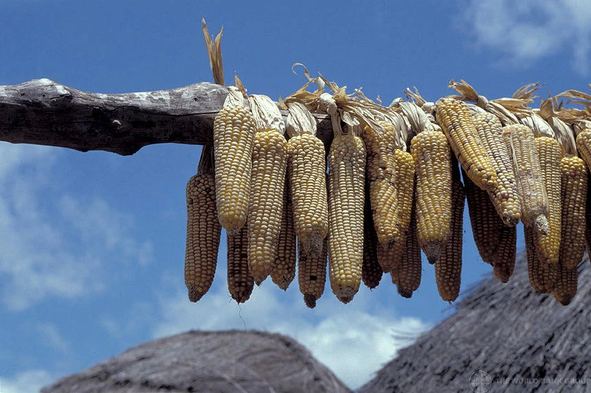 corn hanging to dry