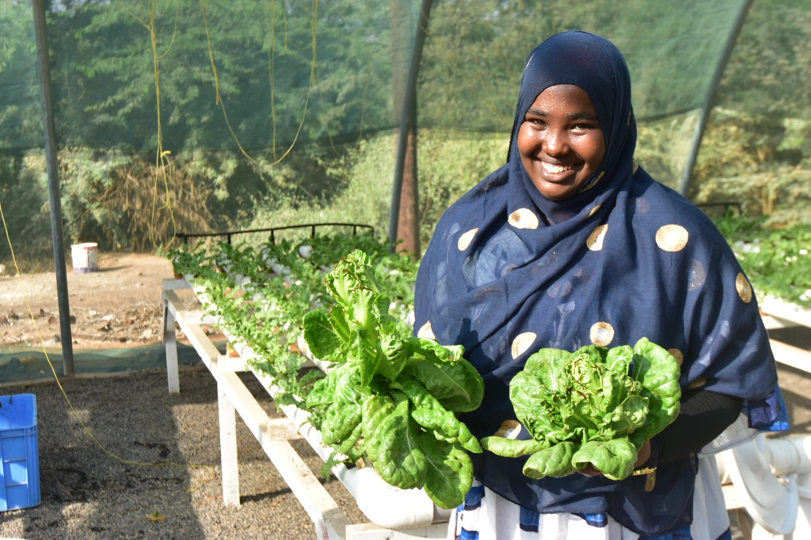 Djibouti hydroponic agriculture 