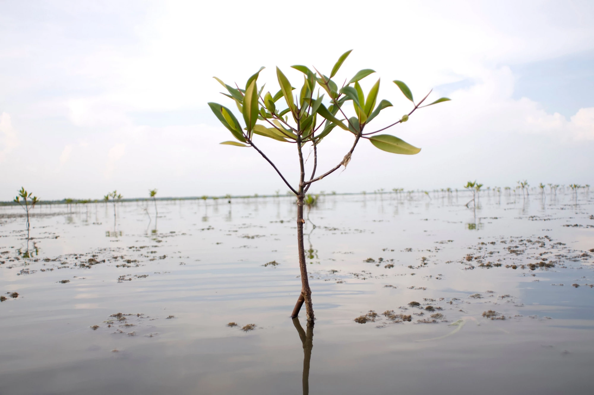 A young mangrove sapling at high-tide in East Godavari, Andhra Pradesh, Photo by Andhra Pradesh Forest Department