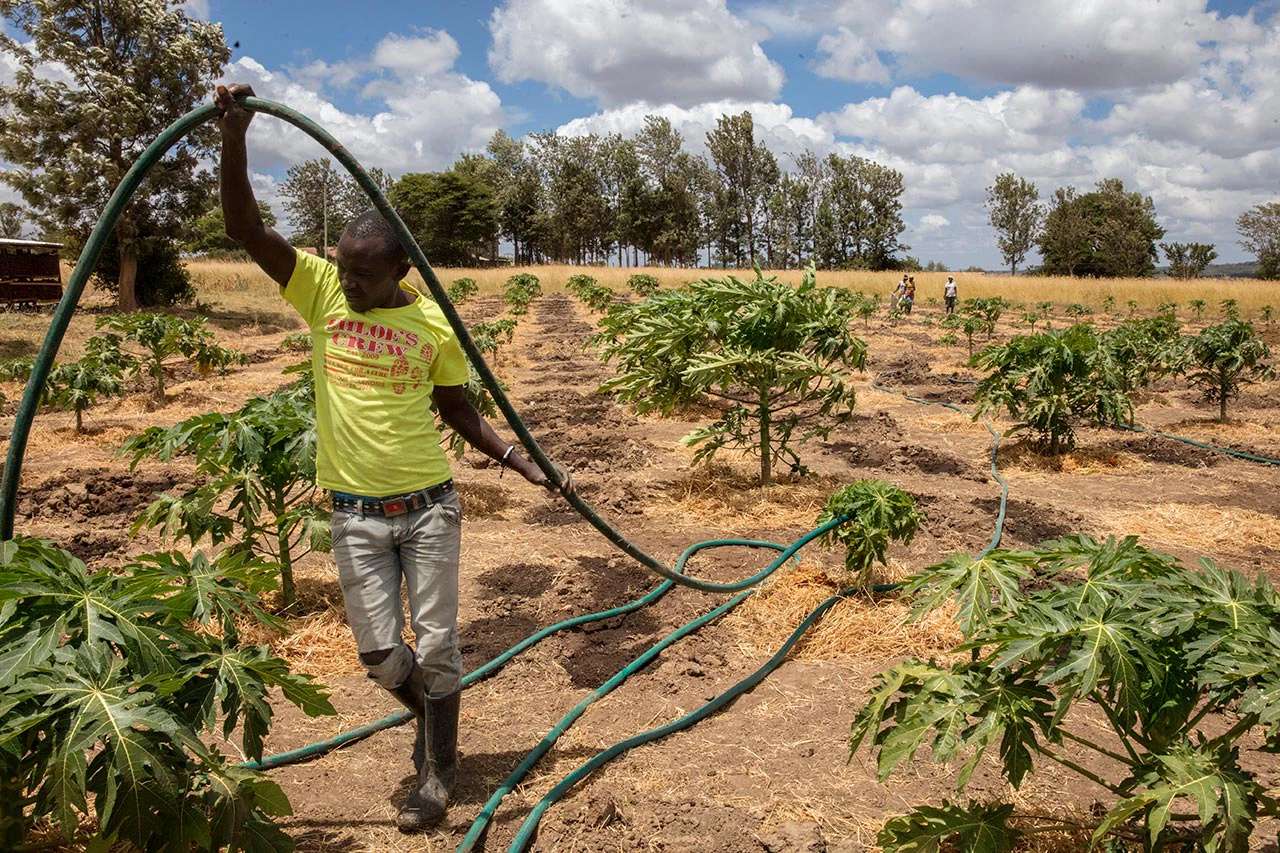 John Wambua irrigate the fields of papaya on the Green Belt Farm in Ngoliba Village, Kenya. Photo: Dominic Chavez/IFC/Feb 2018