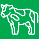 Icon representing Mammalian Livestock Production