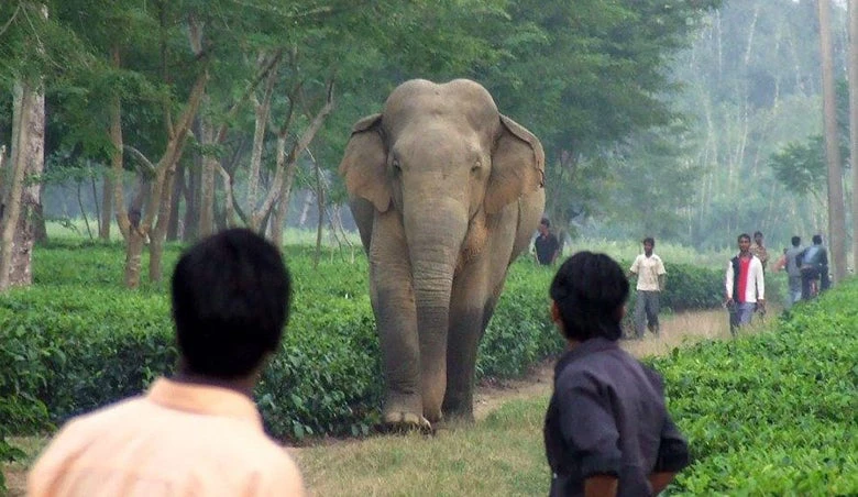 Crédito de la fotografía: Assam Haathi Project