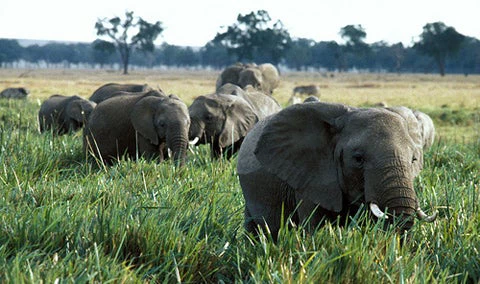 Elephants in Kenya. Curt Carnemark/World Bank