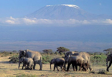 Elephants with Mount Kilimanjaro in the distance. Curt Carnemark / World Bank