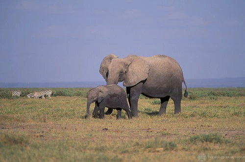 La Banque mondiale et la conservation de la biodiversité 