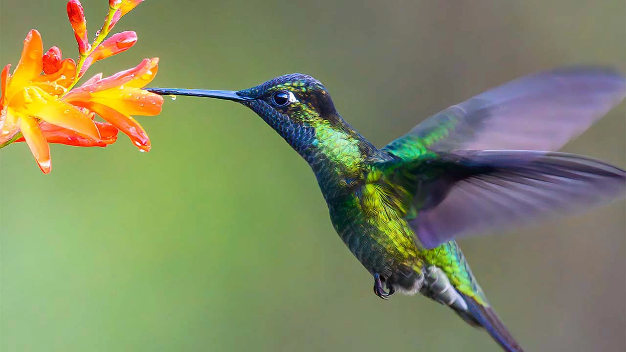 A humming bird.